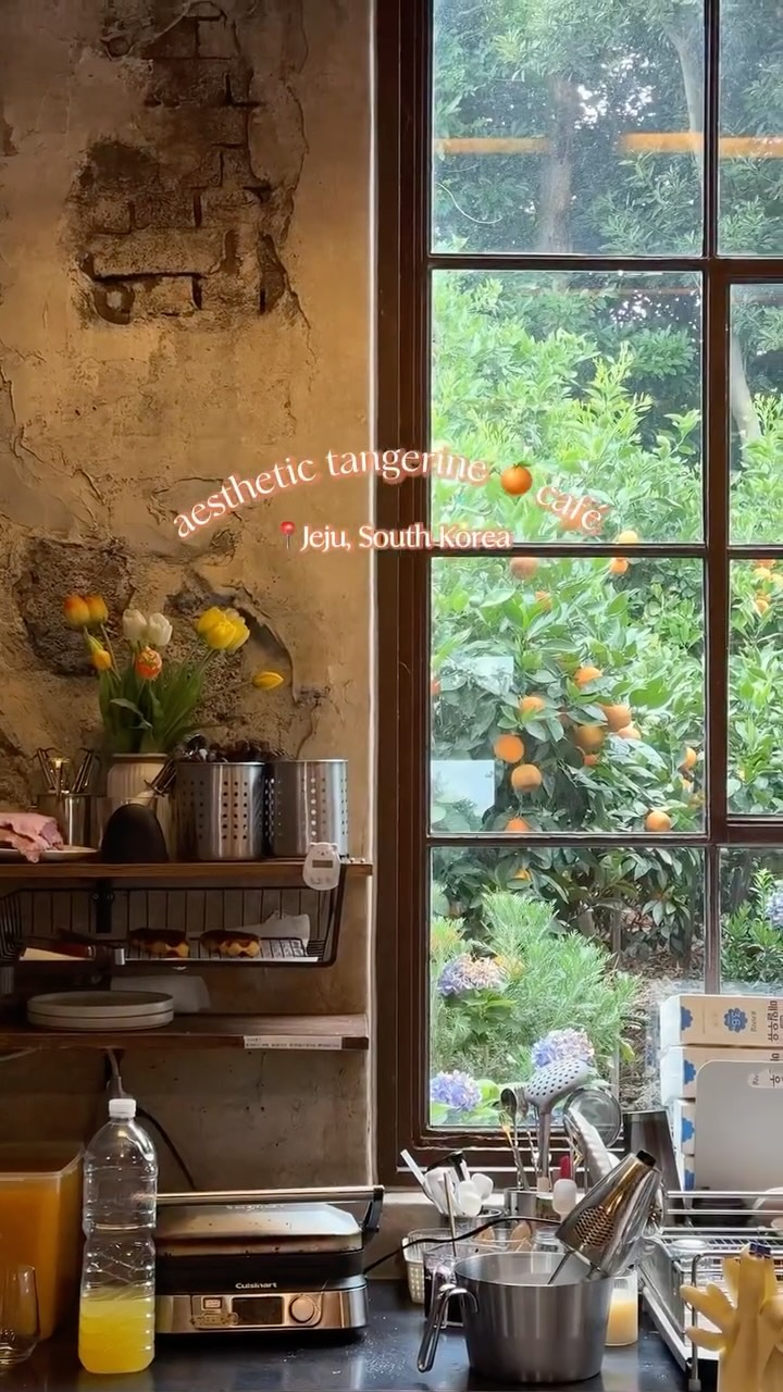 Jeju's Citrus Cafe Awaits