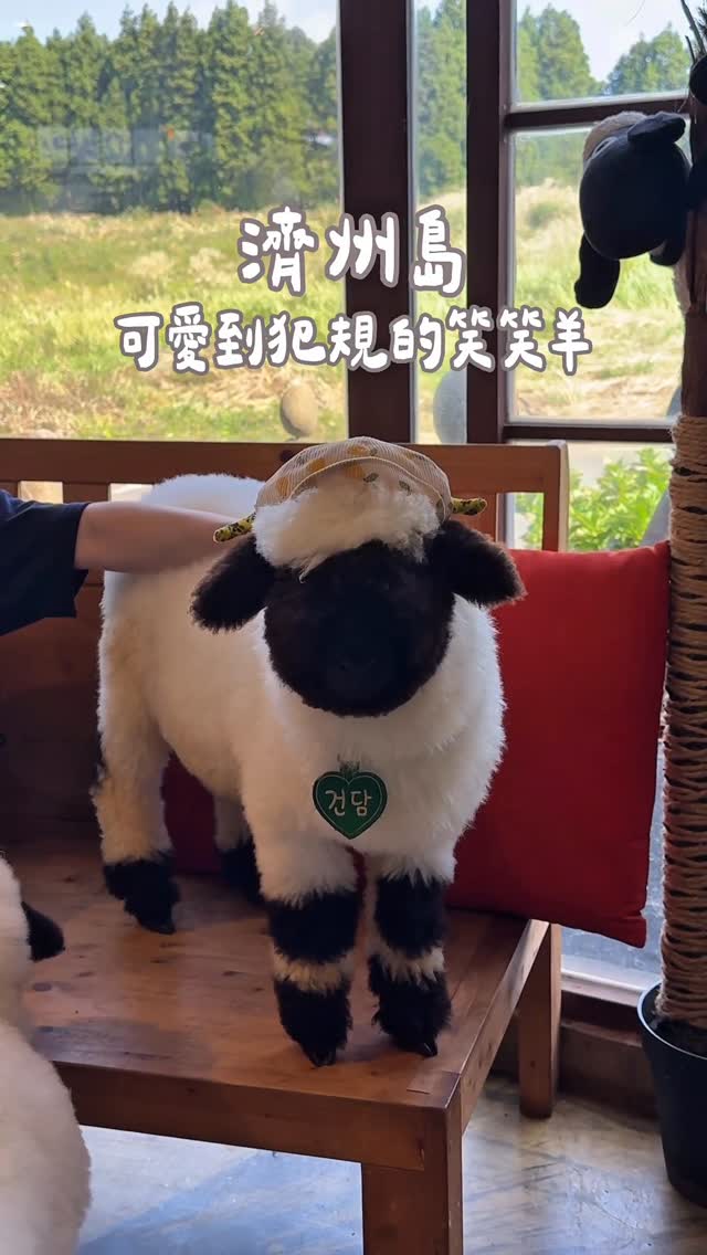 Jeju Island's Adorable, Fashionable Sheep