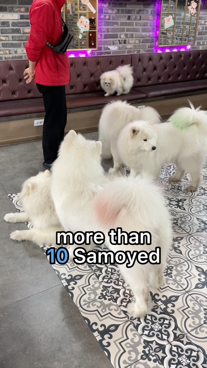 Samoyed Cafe In Seoul's Hongdae District