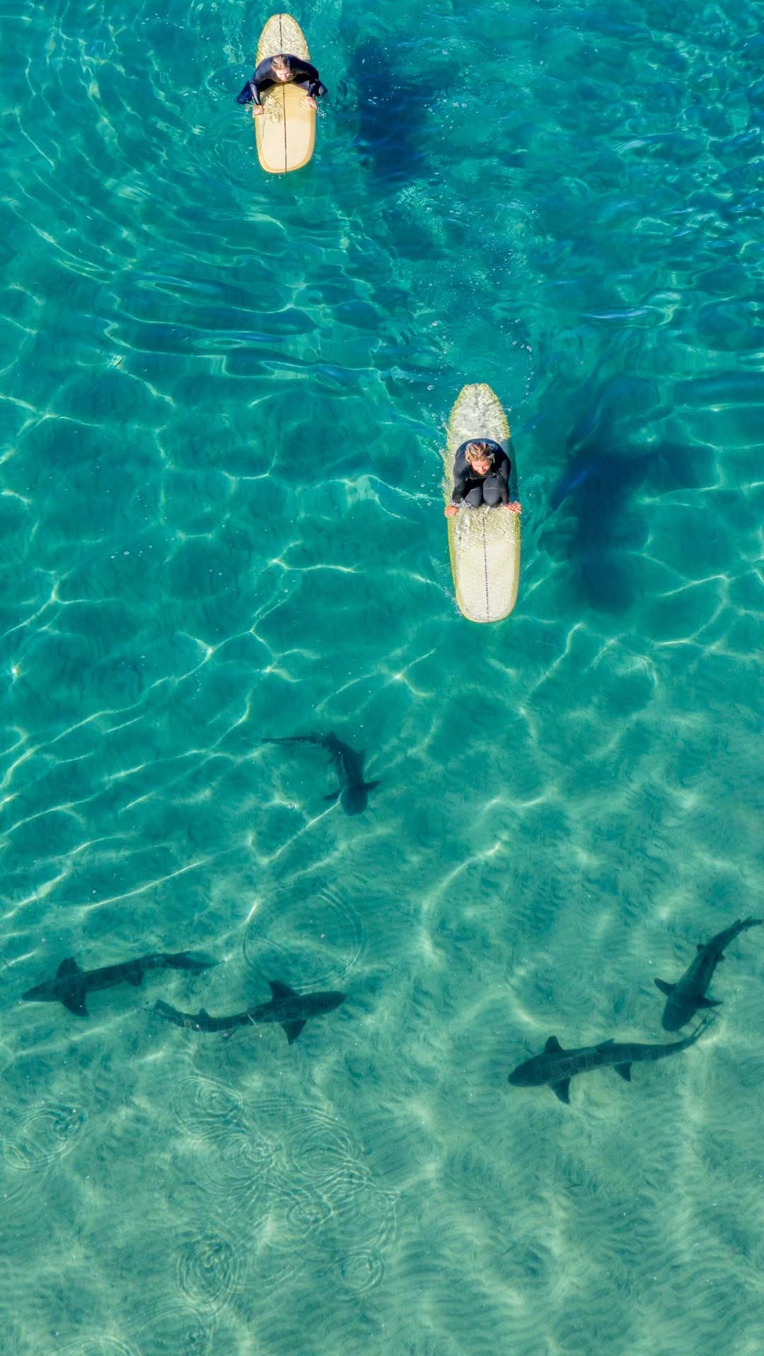 Leopard Sharks Inhabit La Jolla's Warm Waters