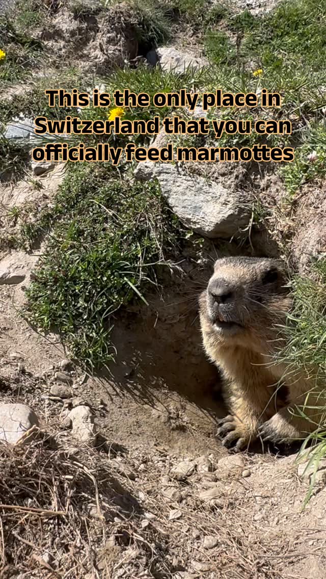 Alpine Villages Offer Unique Marmot Feeding Experiences
