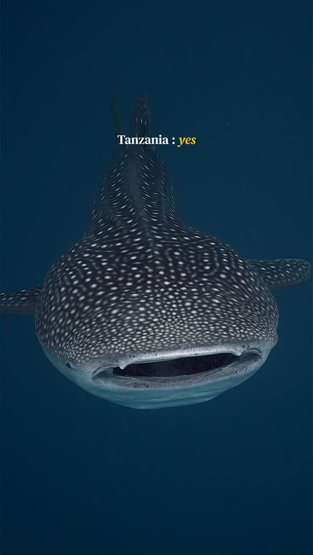 Whale Shark Destinations In Southeast Asia