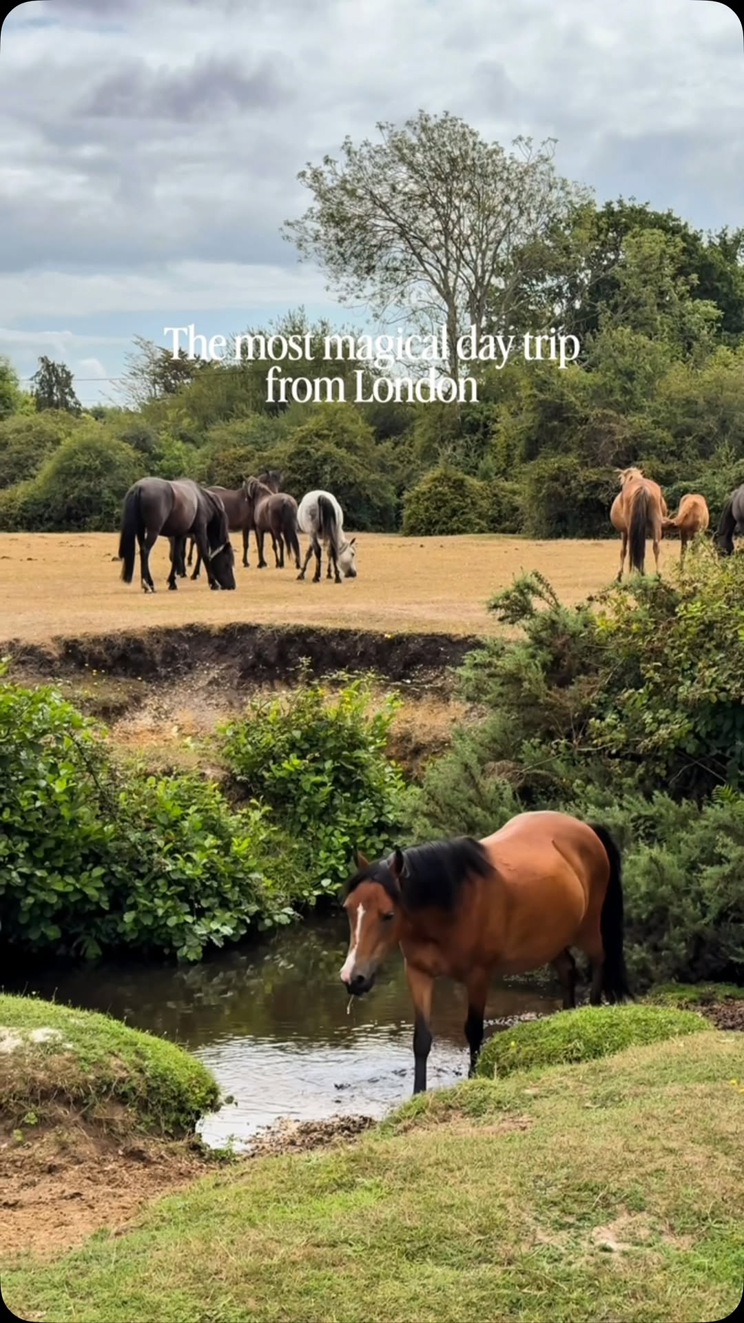 London Day Trip to Brockenhurst and the New Forest