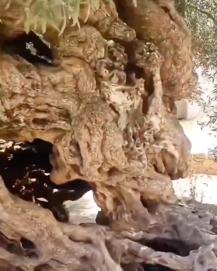 Ancient Olive Tree of Vouves in Crete