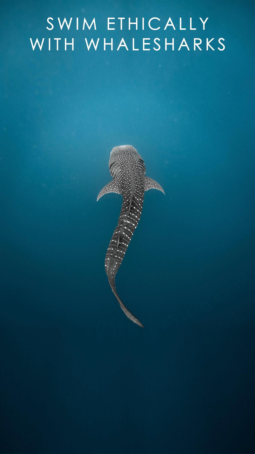 Whale Shark Encounters: Ethical Vs. Unethical Practices