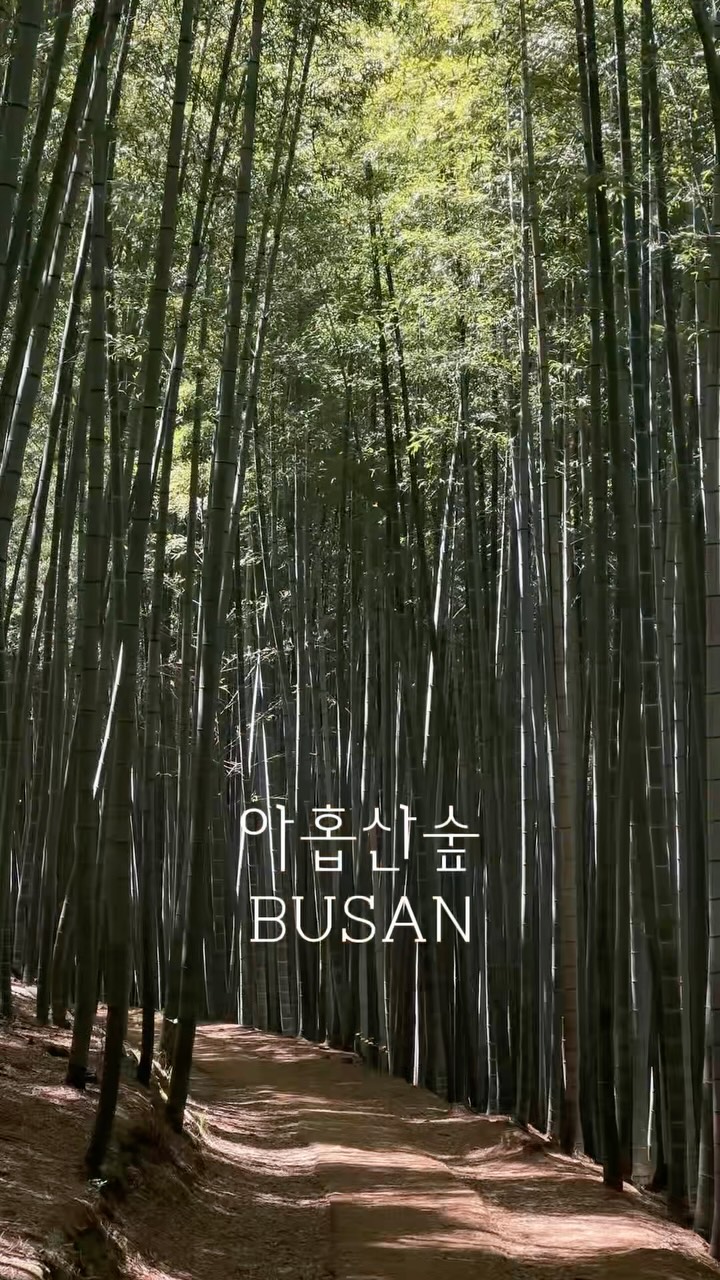 Serene Bamboo Forest Escape in Busan