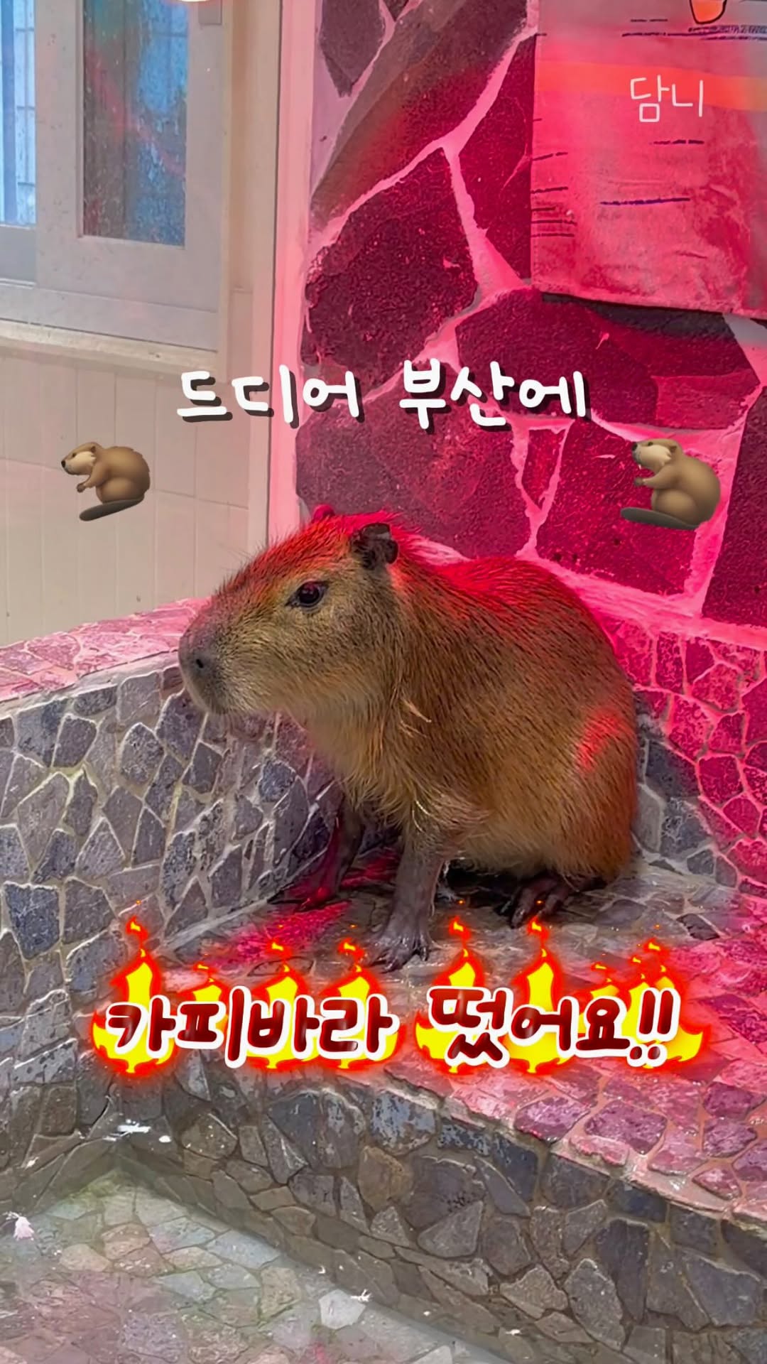 Busan Indoor Zoo Offers Animal Encounters