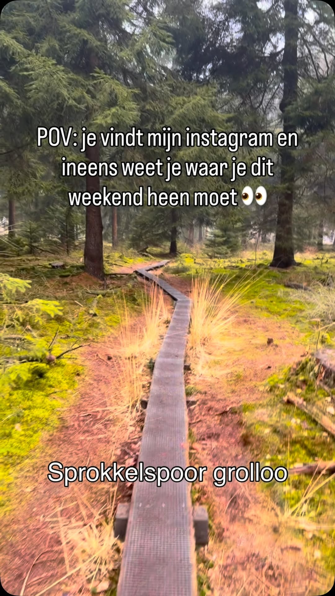 Drenthe's Wandelevenementen Met Honden Welkom