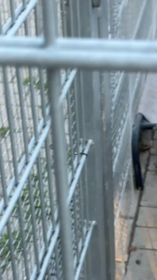 Cane Corso Thyson Seeks New Home