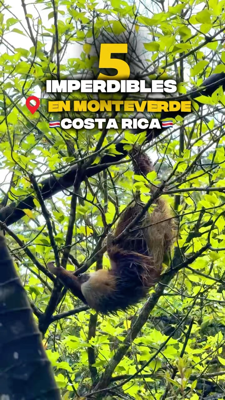 Monteverde Cloud Forest Adventures And Stays