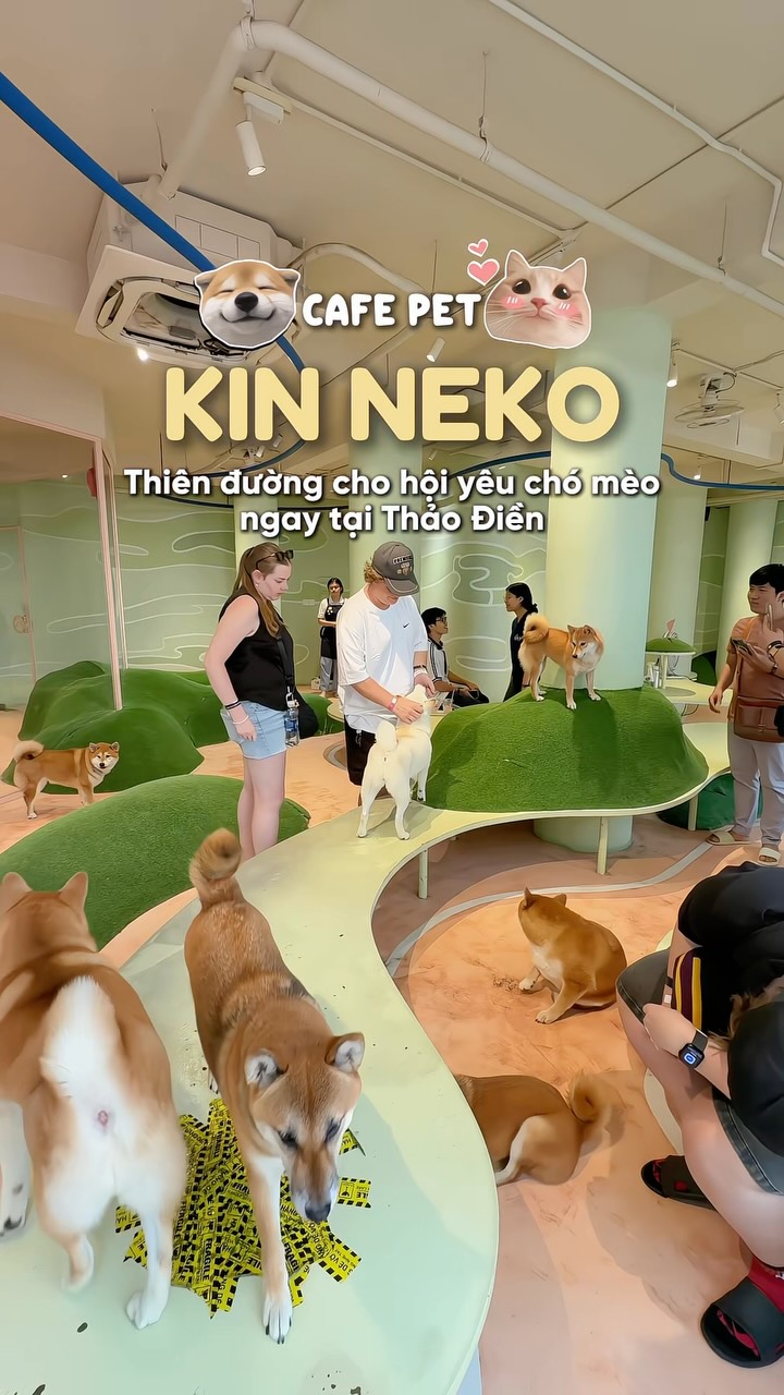 Kin Neko Pet Shop: A Feline Haven