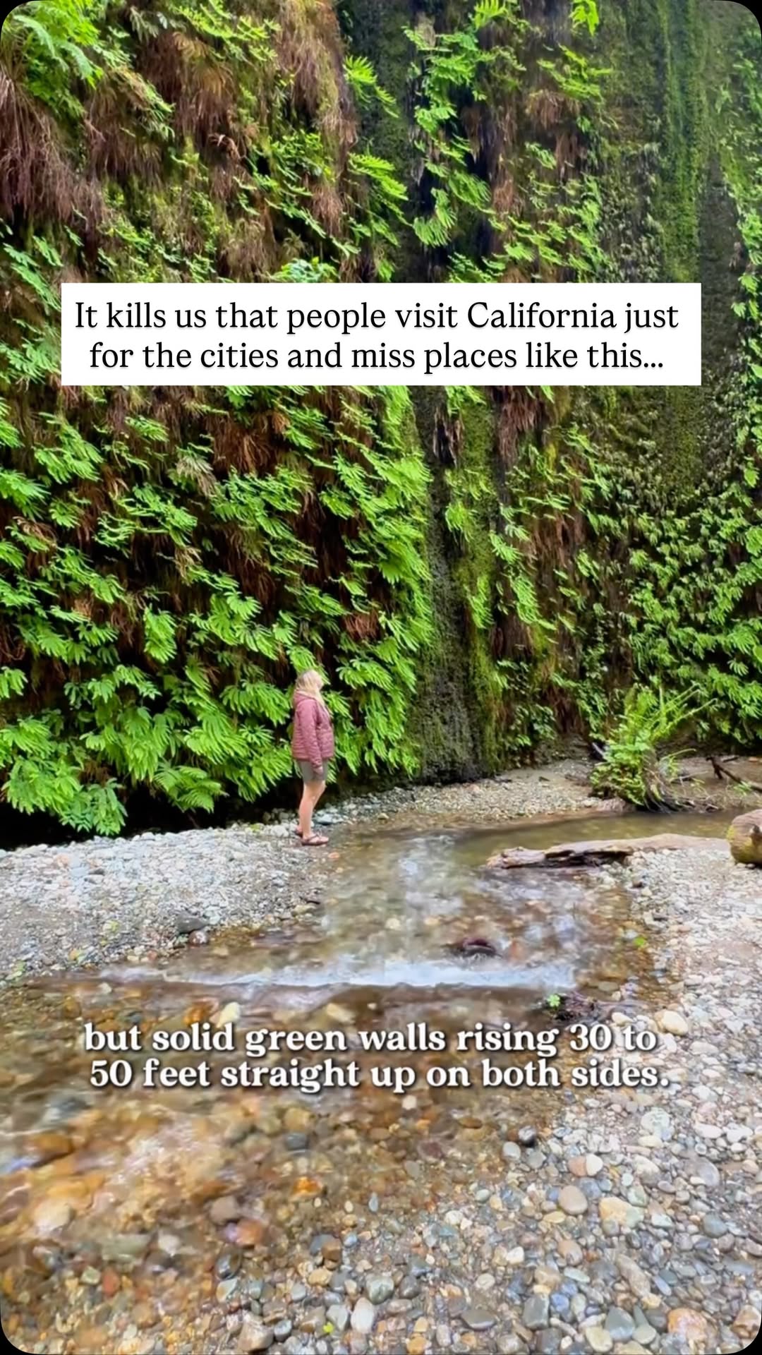 Jurassic Park Ferns In Redwood National Parks