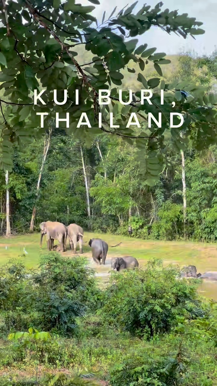 Kui Buri National Park: Wild Elephants in Thailand