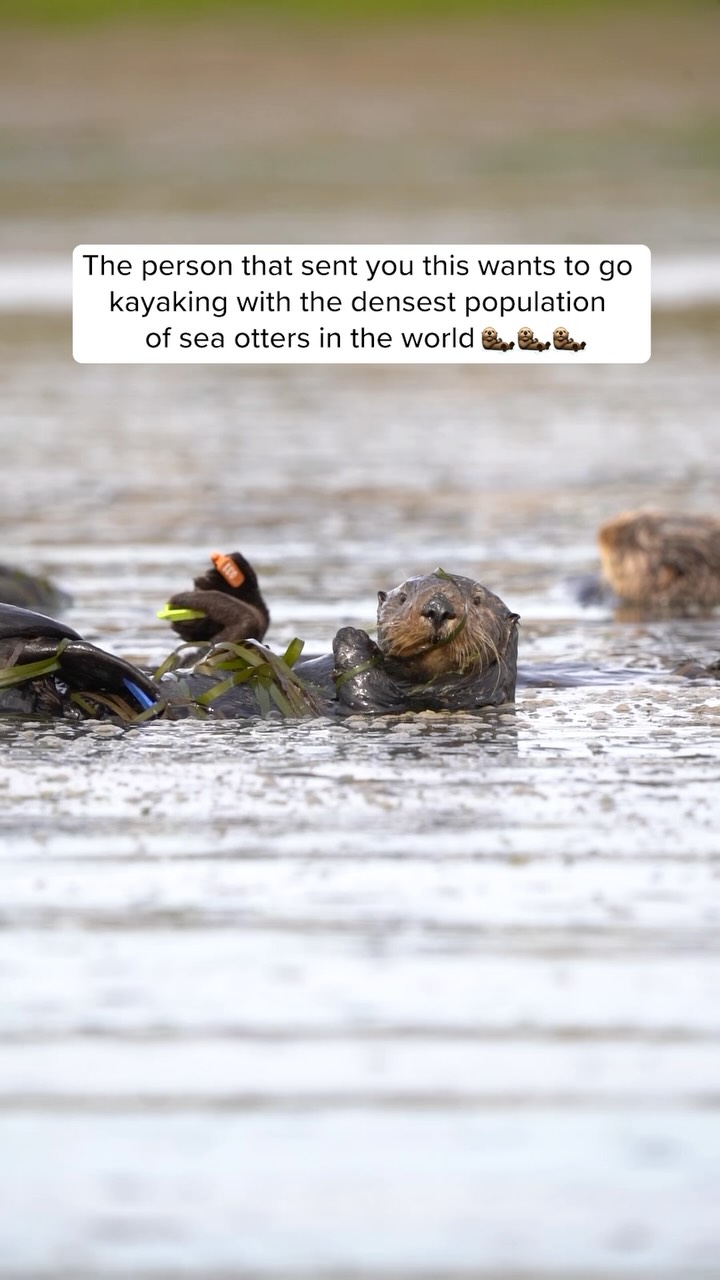 Kayaking with Sea Otters in Elkhorn Slough