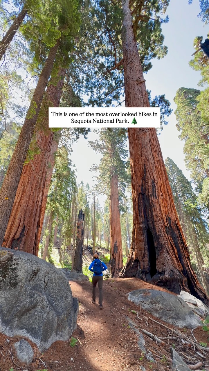 Sequoia National Park's Quiet Giant Sequoias