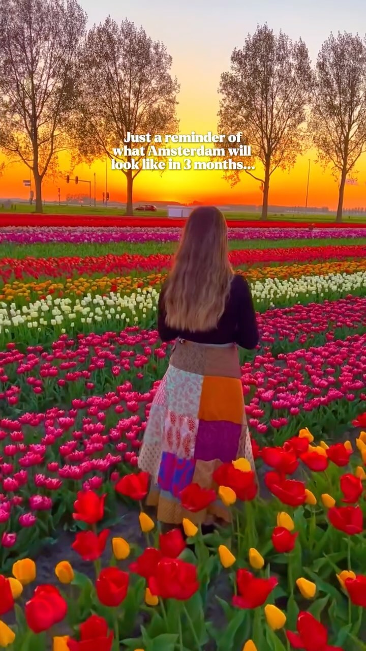 Tulip Season Experiences In The Netherlands