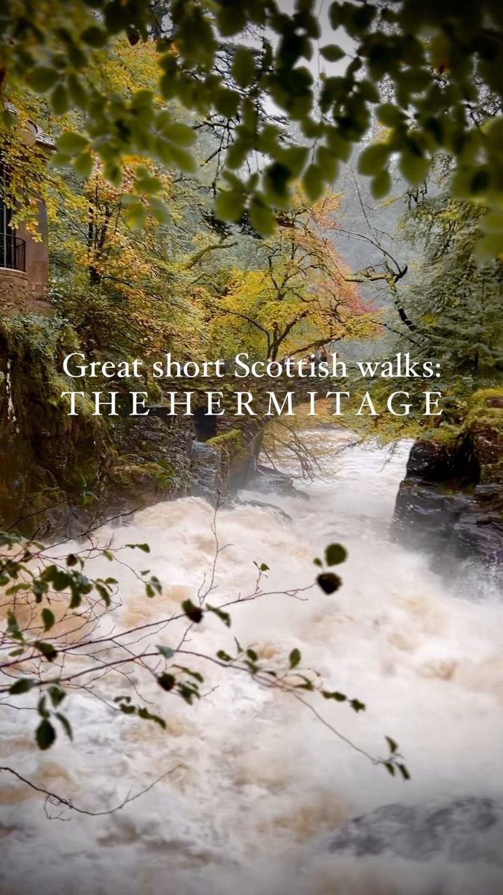 Scottish Woodland Walks With Giant Trees