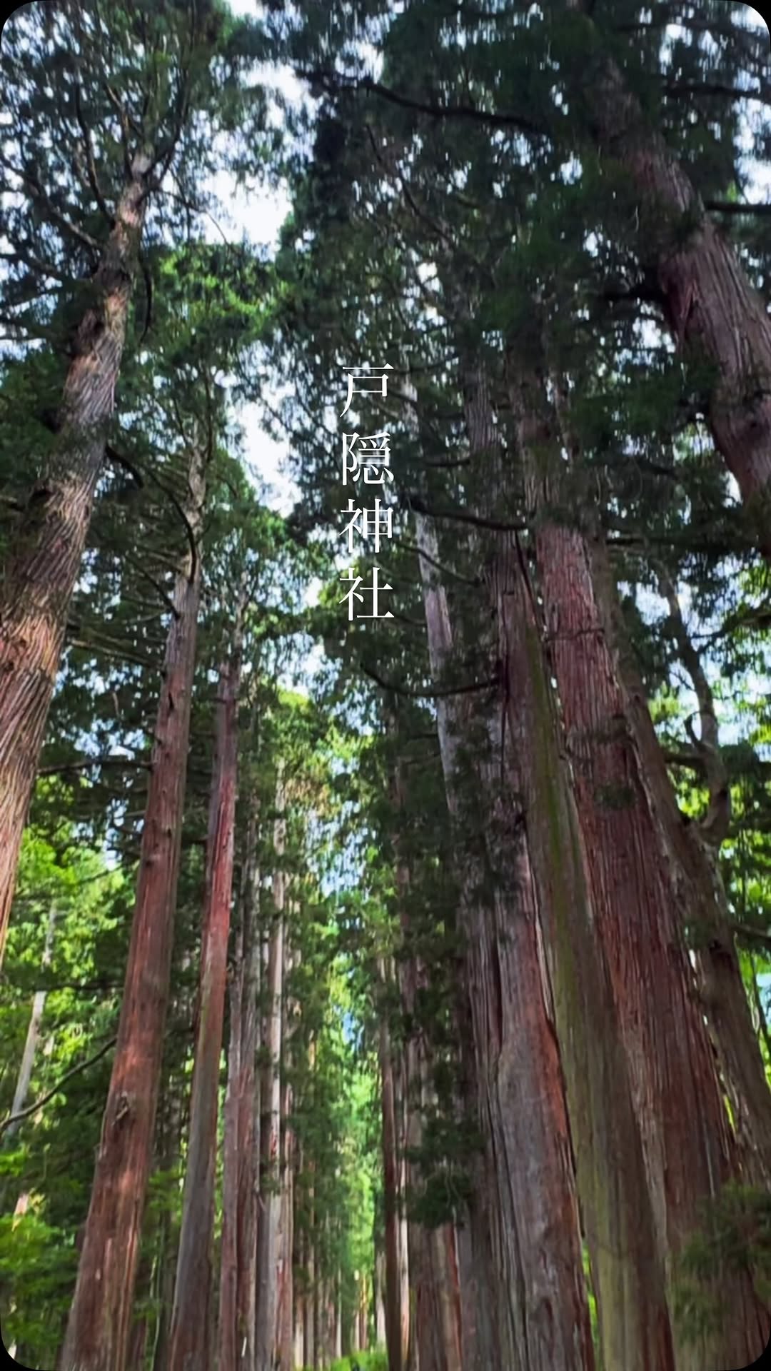 Sacred Togakushi Shrine Offers Ancient Cedar Path