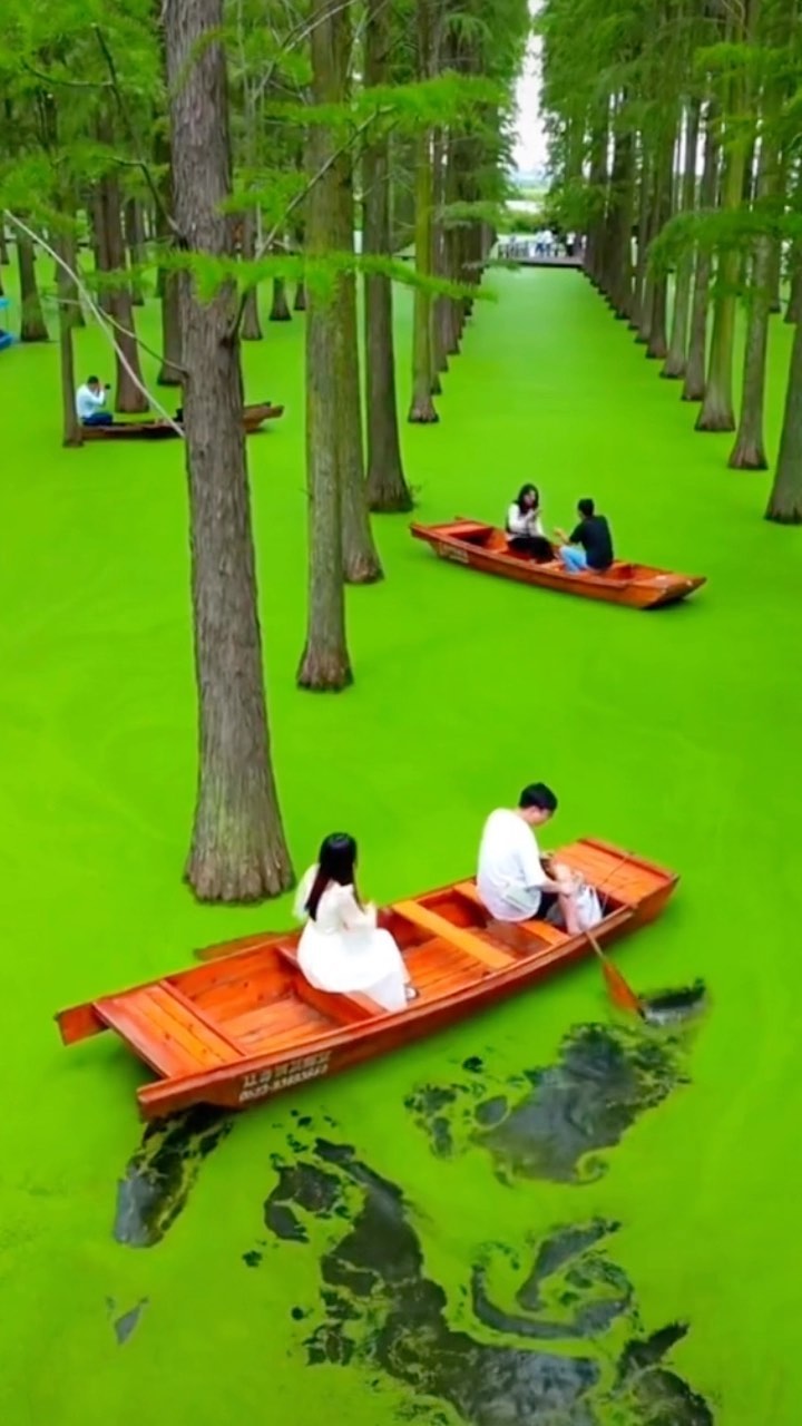 Qingshan Lake's Unique Water Forest