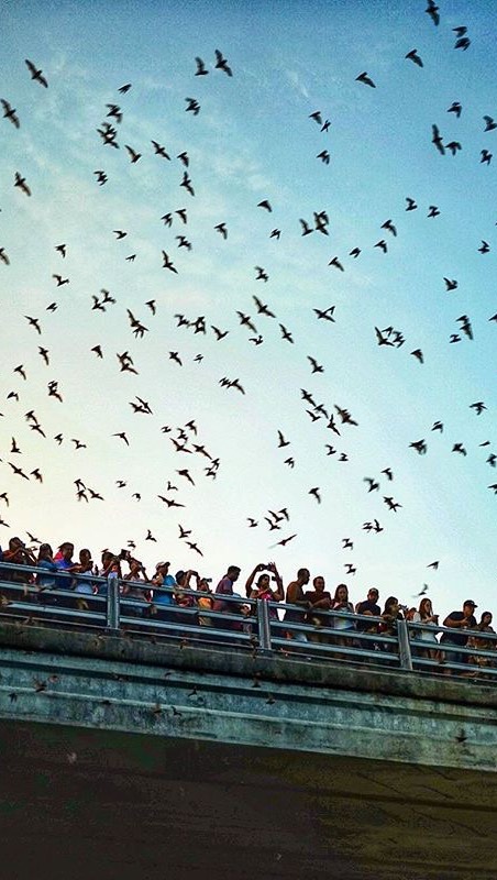 Congress Avenue Bridge Bat Watching Experience
