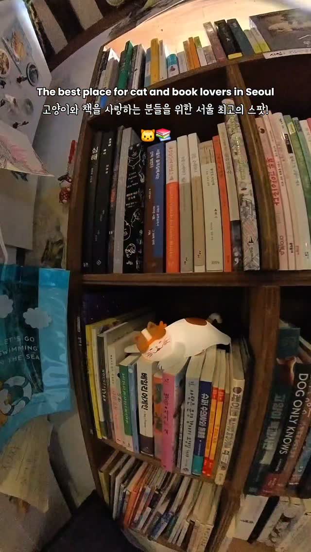 Cat Cafe Bookstore Opens In Seoul