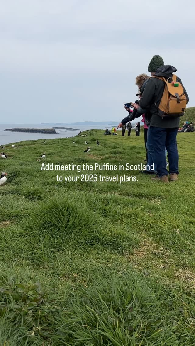 Puffins Galore On Scotland's Lunga Island