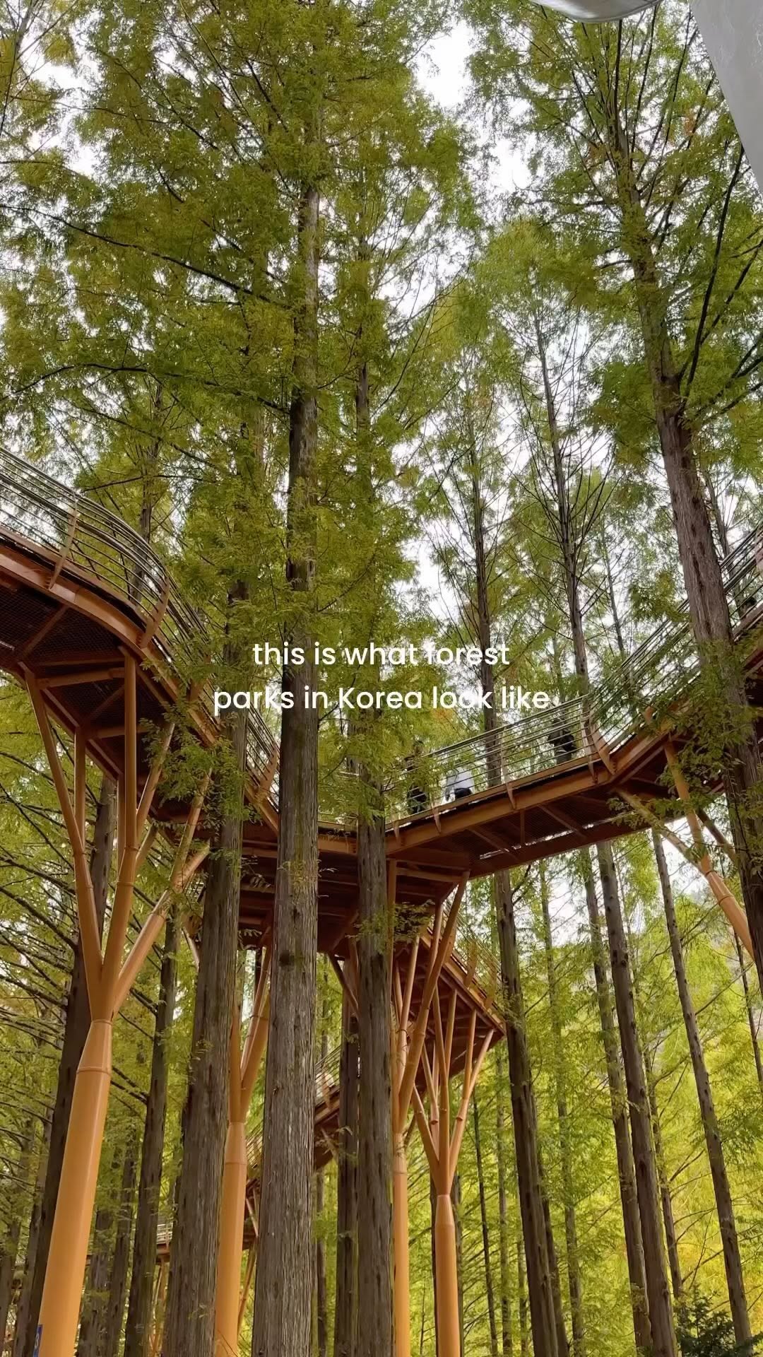 Daejeon Nature Trails and Skyway Views
