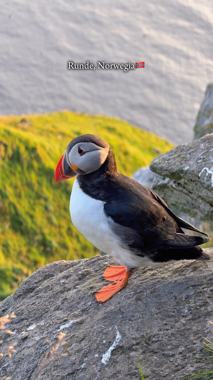 Runde: Norway's Stunning Bird Island Sanctuary