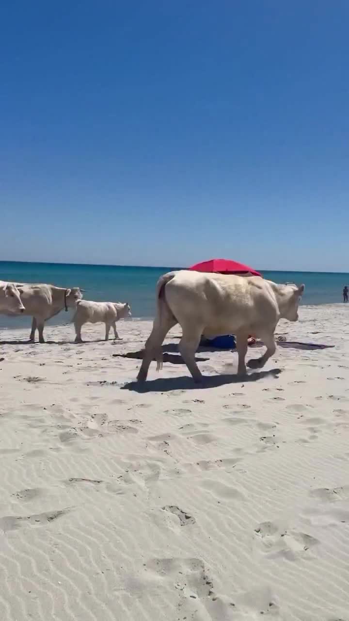 Sardinia's Island Adventures