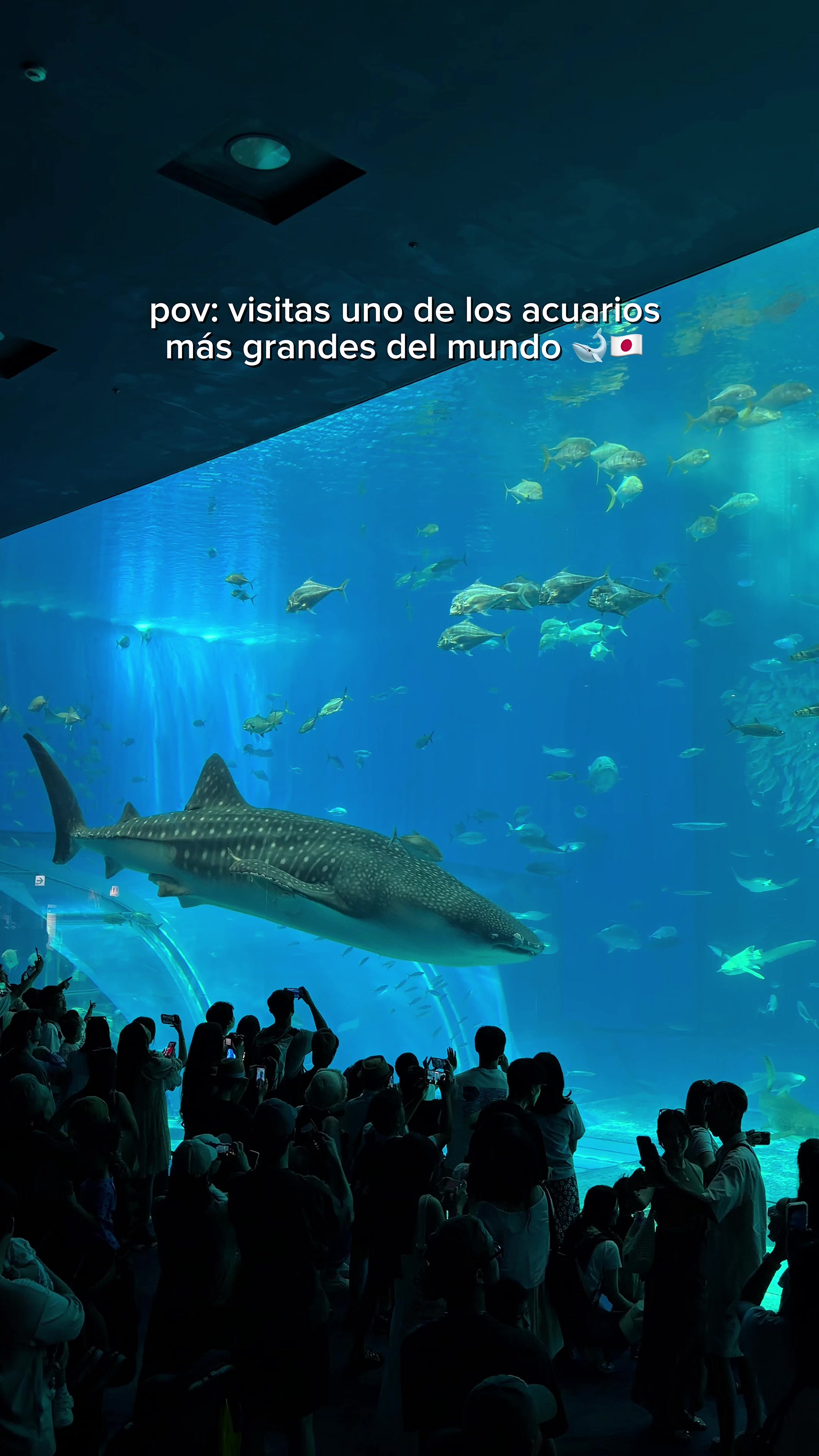 Okinawa Churaumi Aquarium: A World-Class Ocean Experience