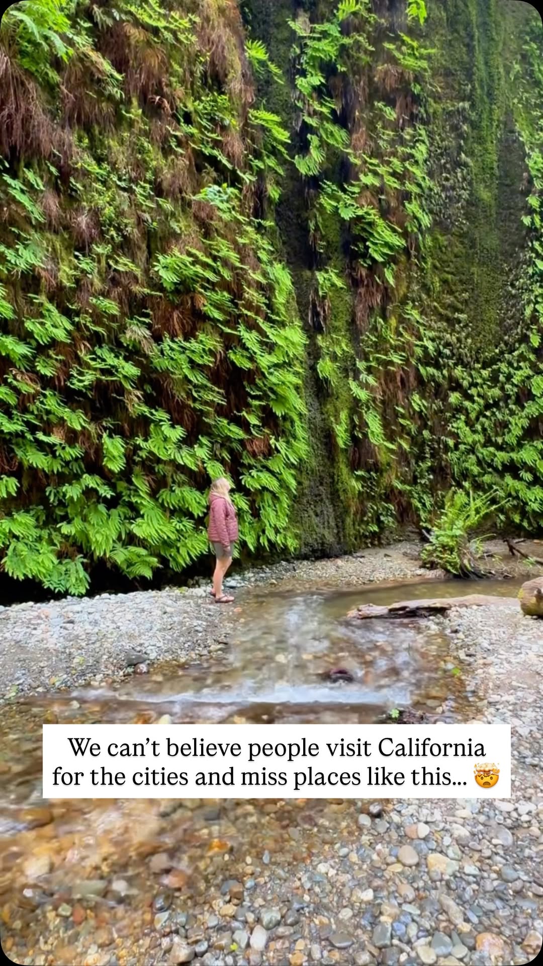 Northern California Parks Feature Fern Canyon