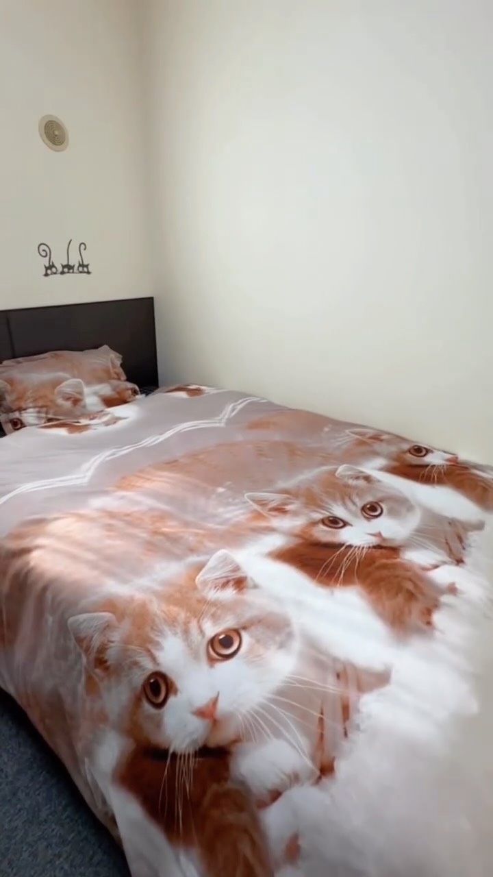 Cat-Themed Hotel and Island For Your Japan Trip