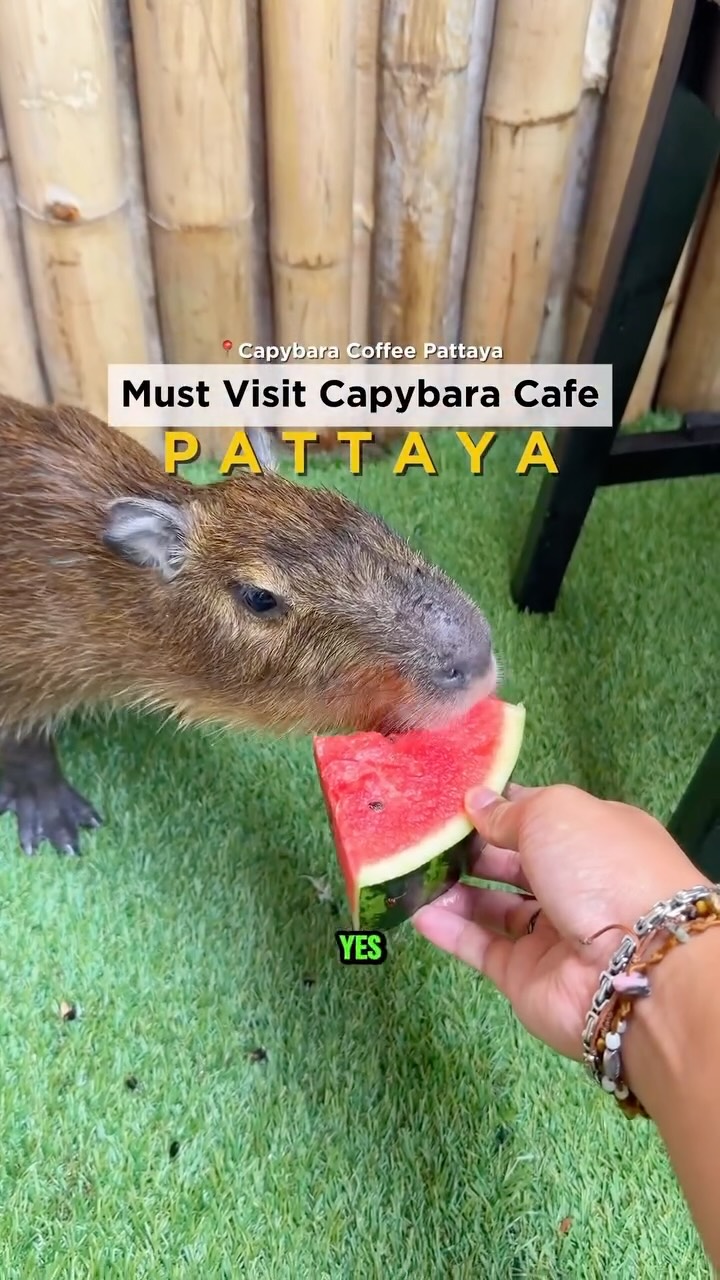 1 Cafes in Muang Pattaya
