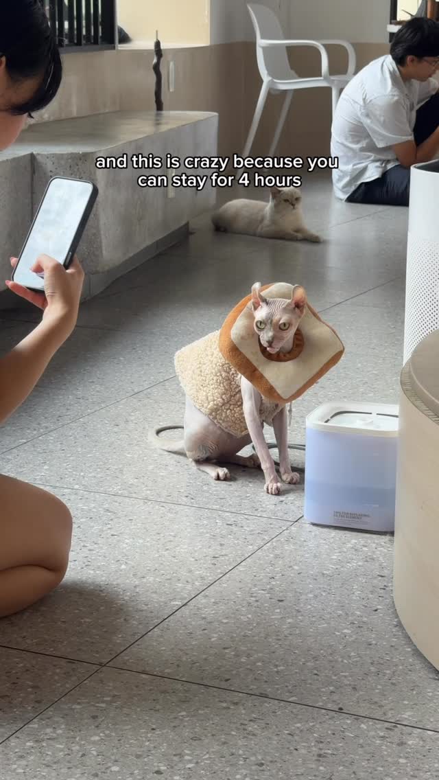 Two Cat Cafes in Ho Chi Minh City Near Market