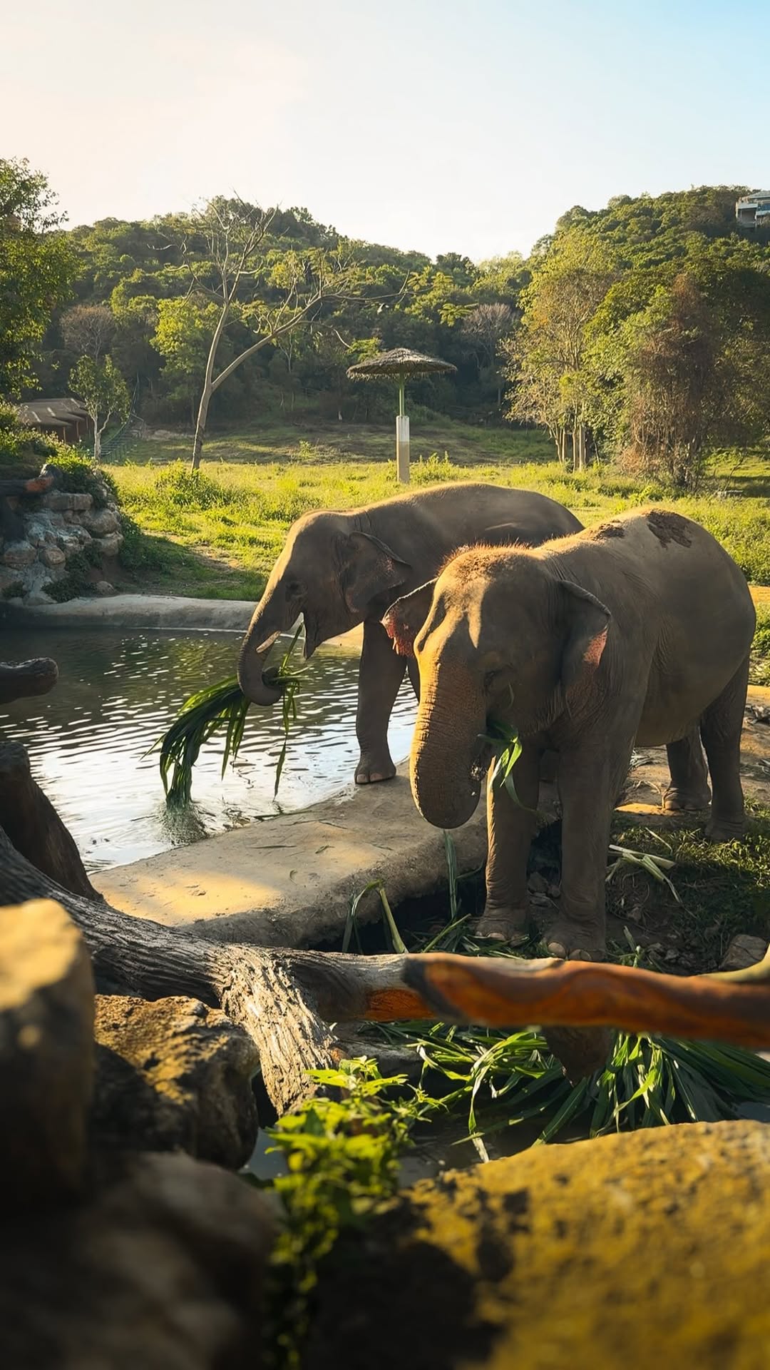 Ethical Elephant Sanctuary Features Rescued Animals