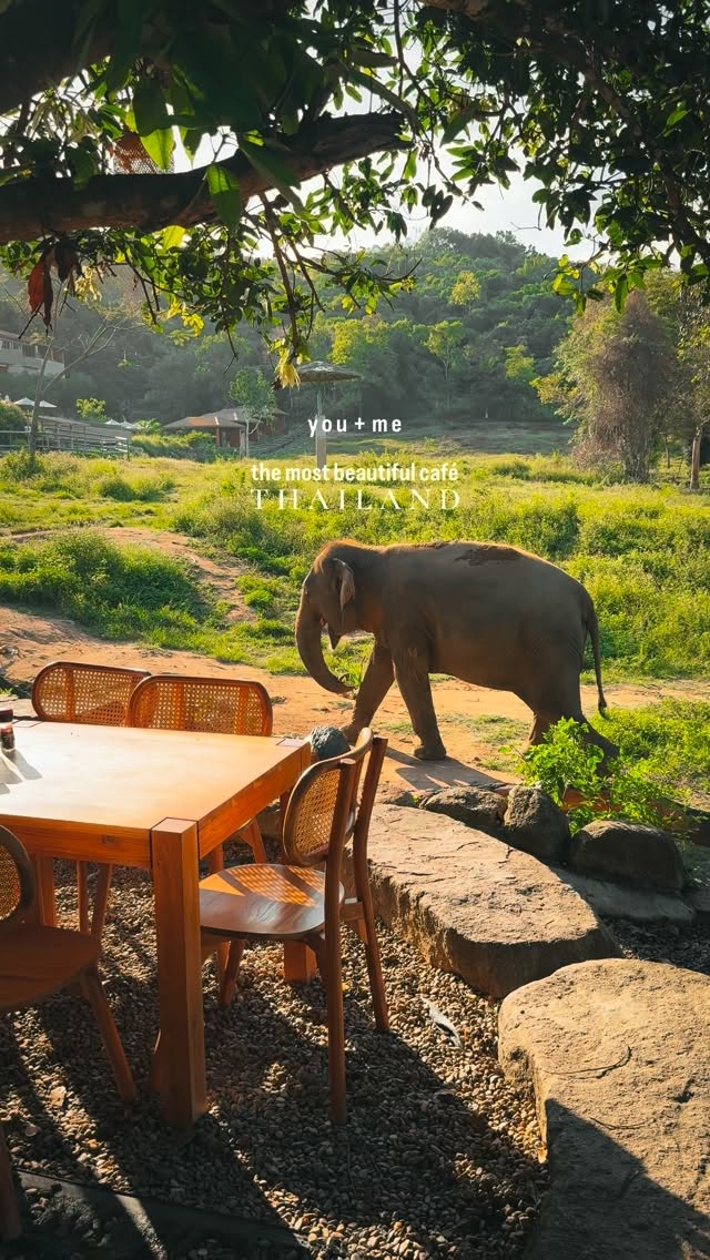 Ethical Elephant Encounters At A Thai Café