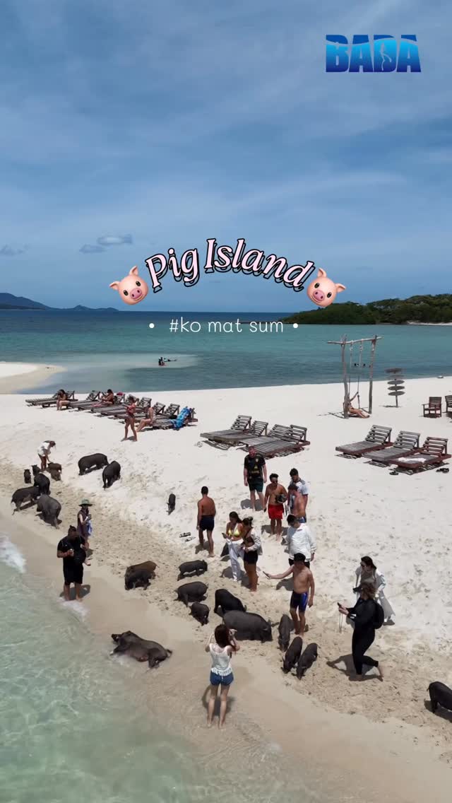 Pig Island Thailand: A Unique Home For Rescued Pigs