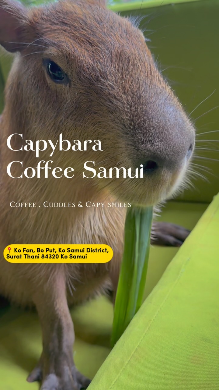 1 Cafes in Chang Wat Surat Thani