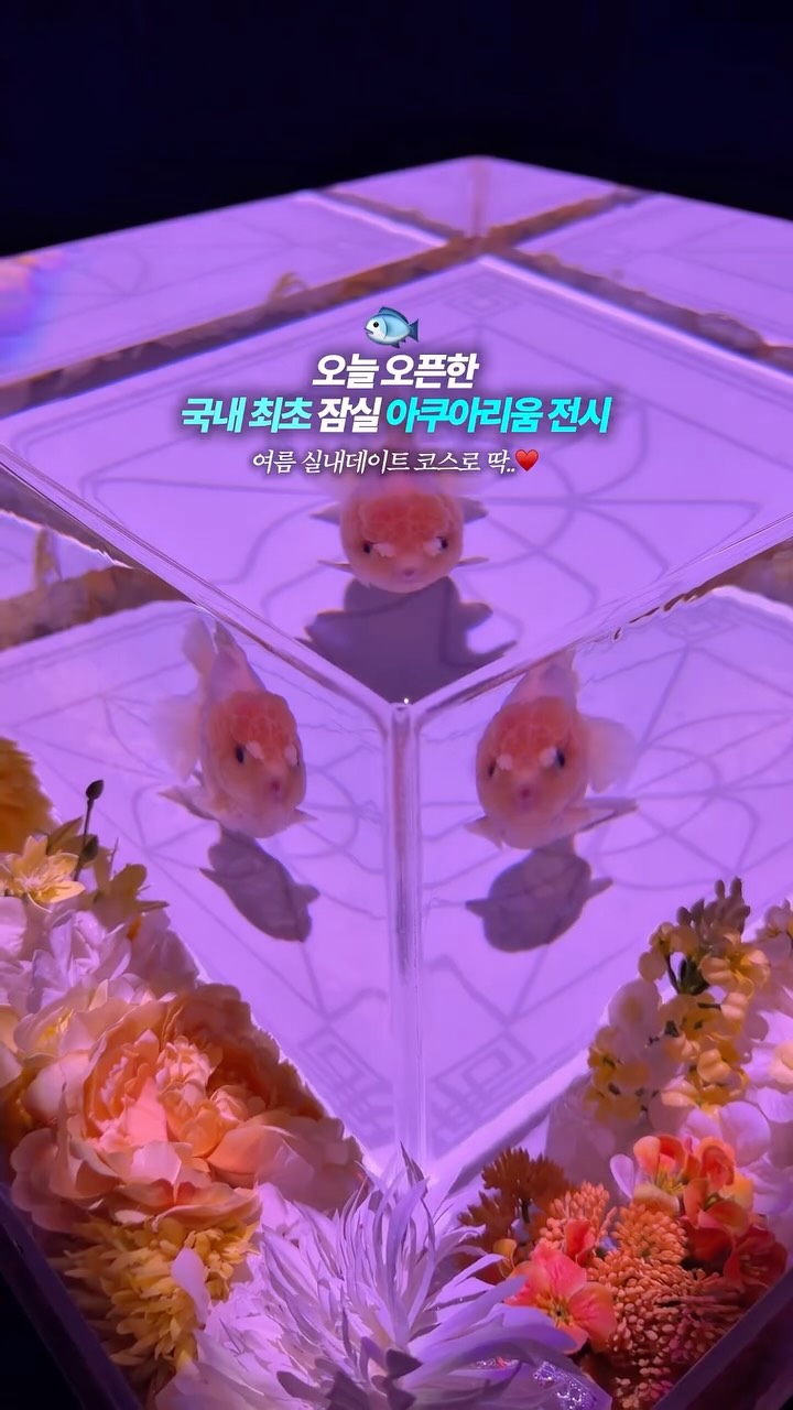 Lotte World Aquarium Offers Dreamy Photos