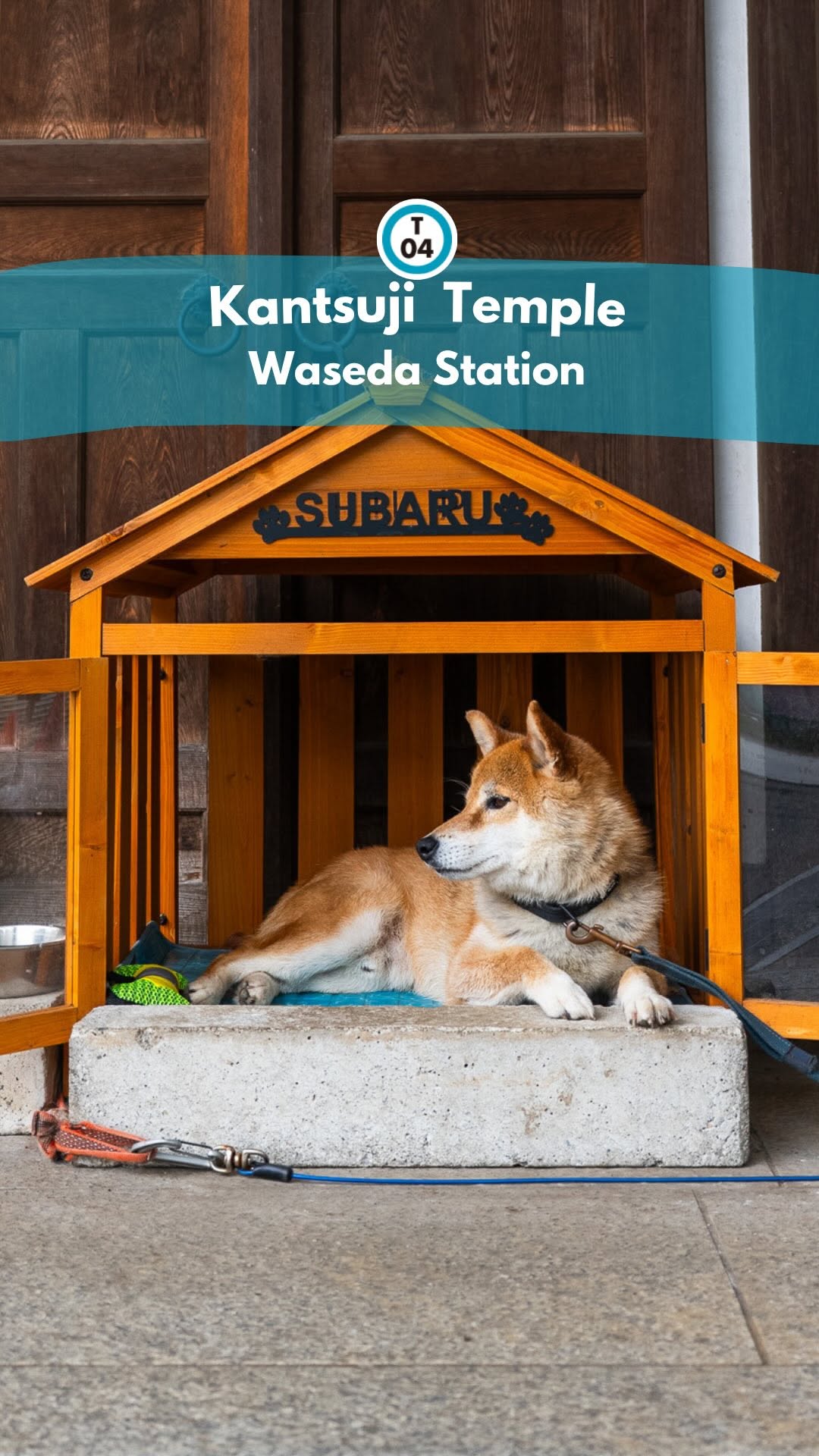 Kantsuji Temple: A Shiba Inu Oasis