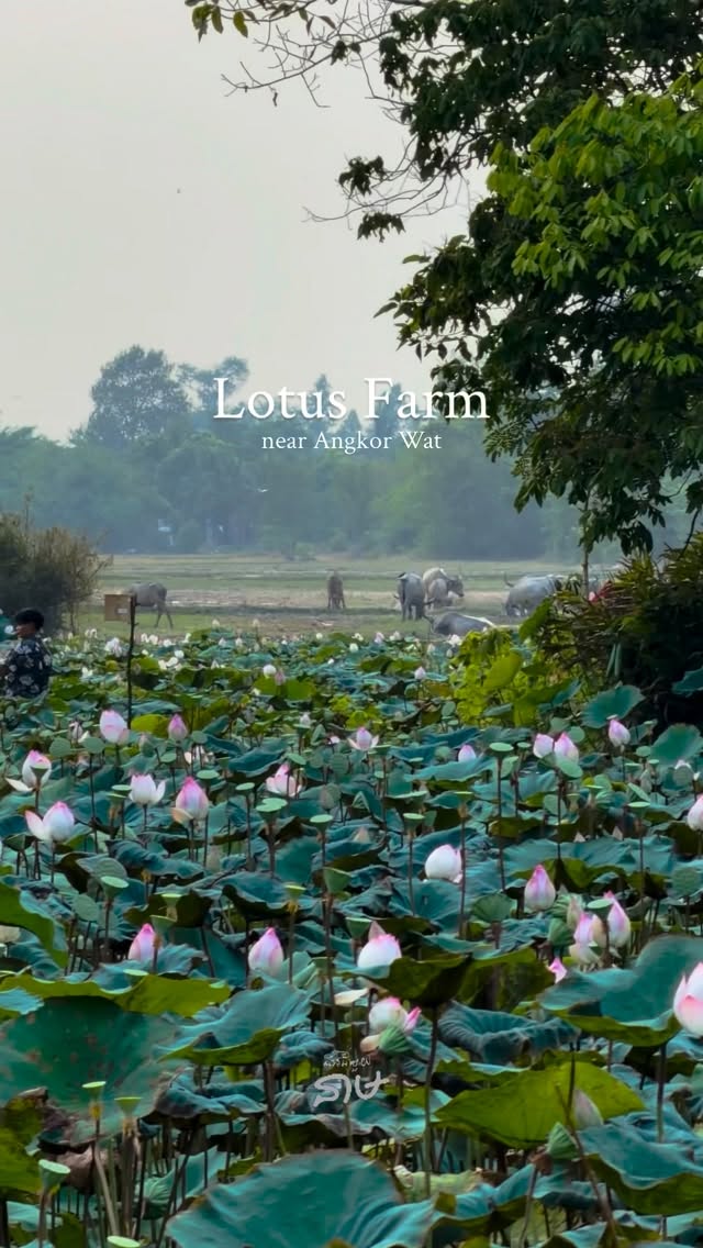 Angkor Wat and Lotus Silk Farm