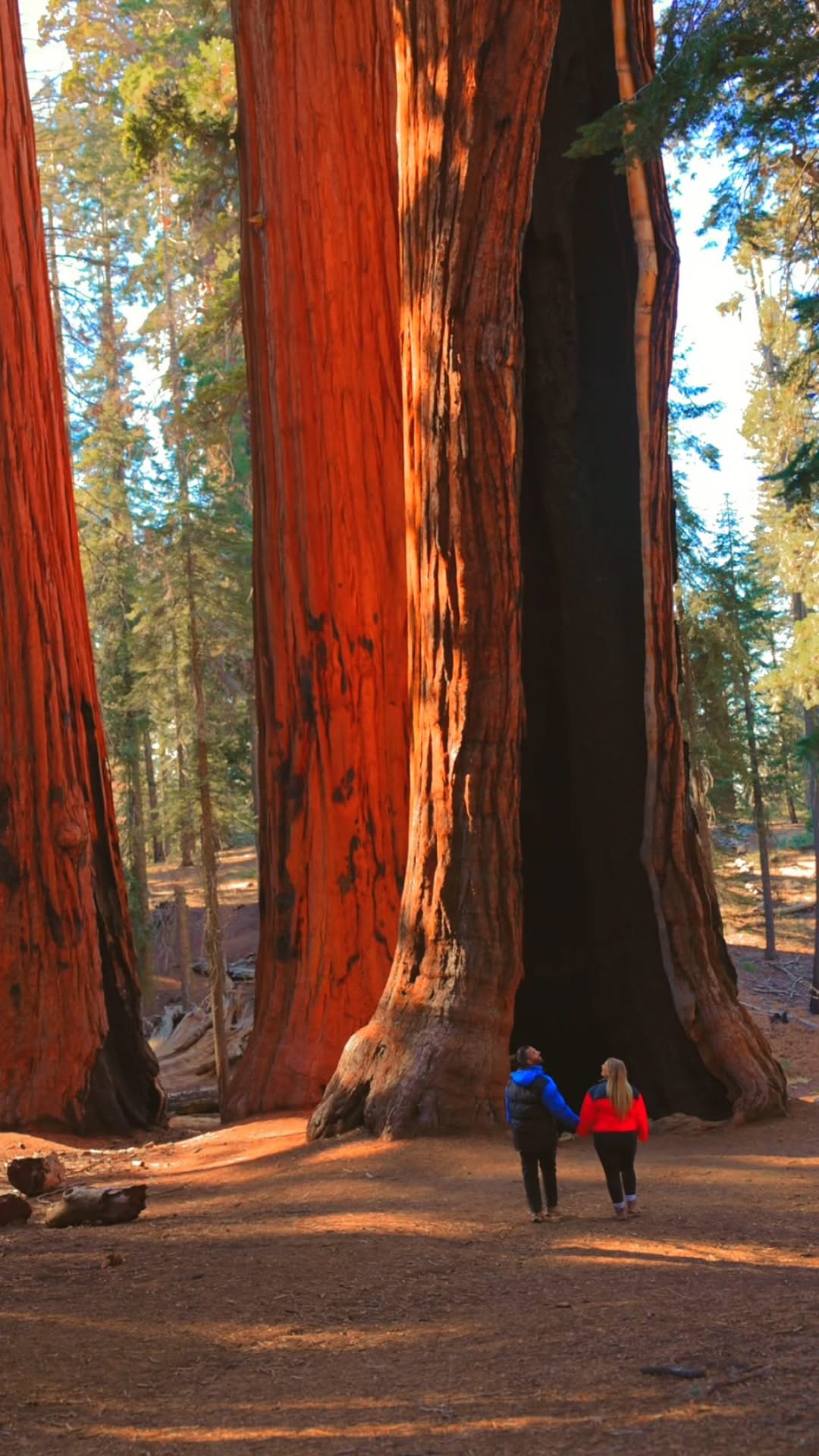 Sequoia, Kings Canyon, and Yosemite National Parks Road Trip