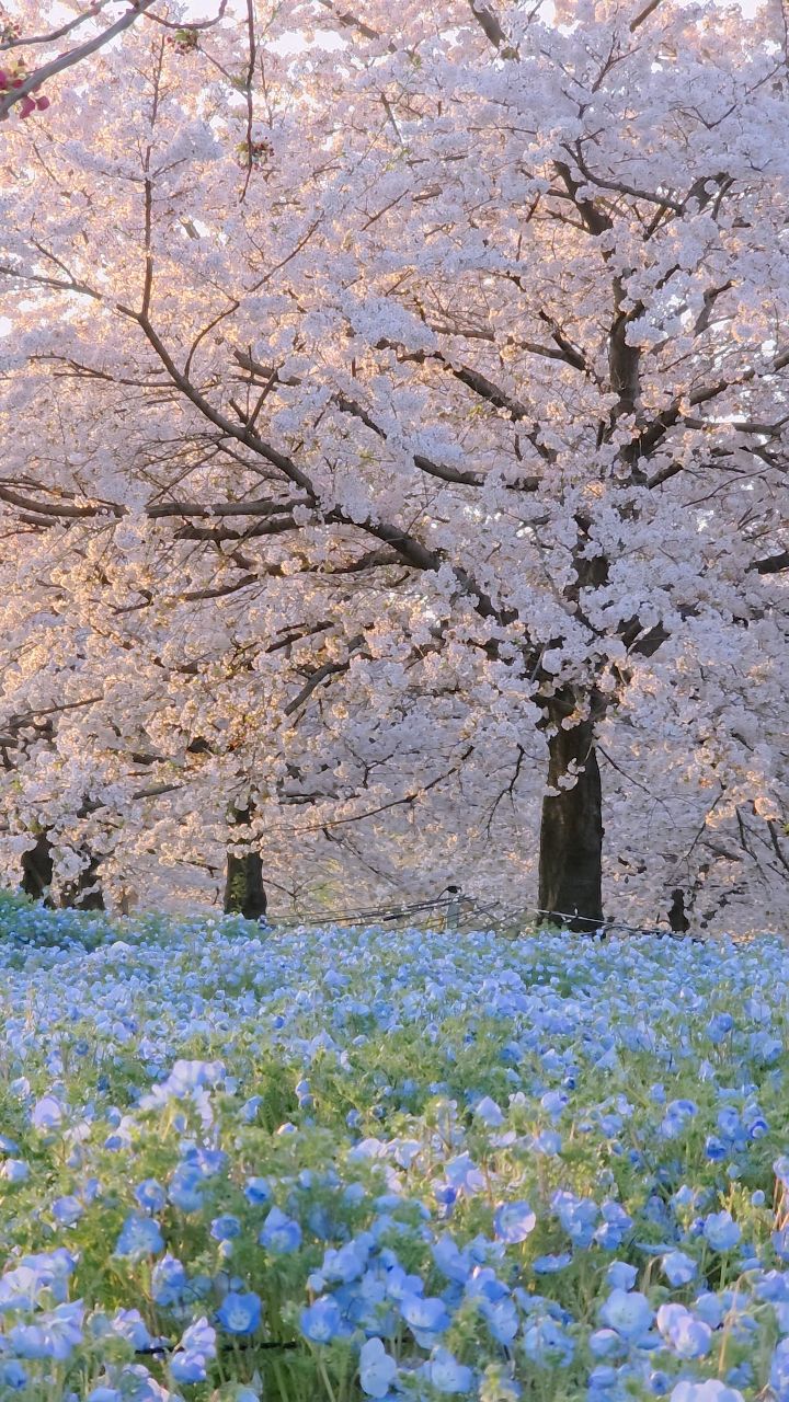 Toneri Park: Nemophila and Cherry Blossoms