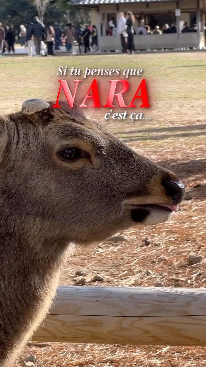 6 Parks in Nara