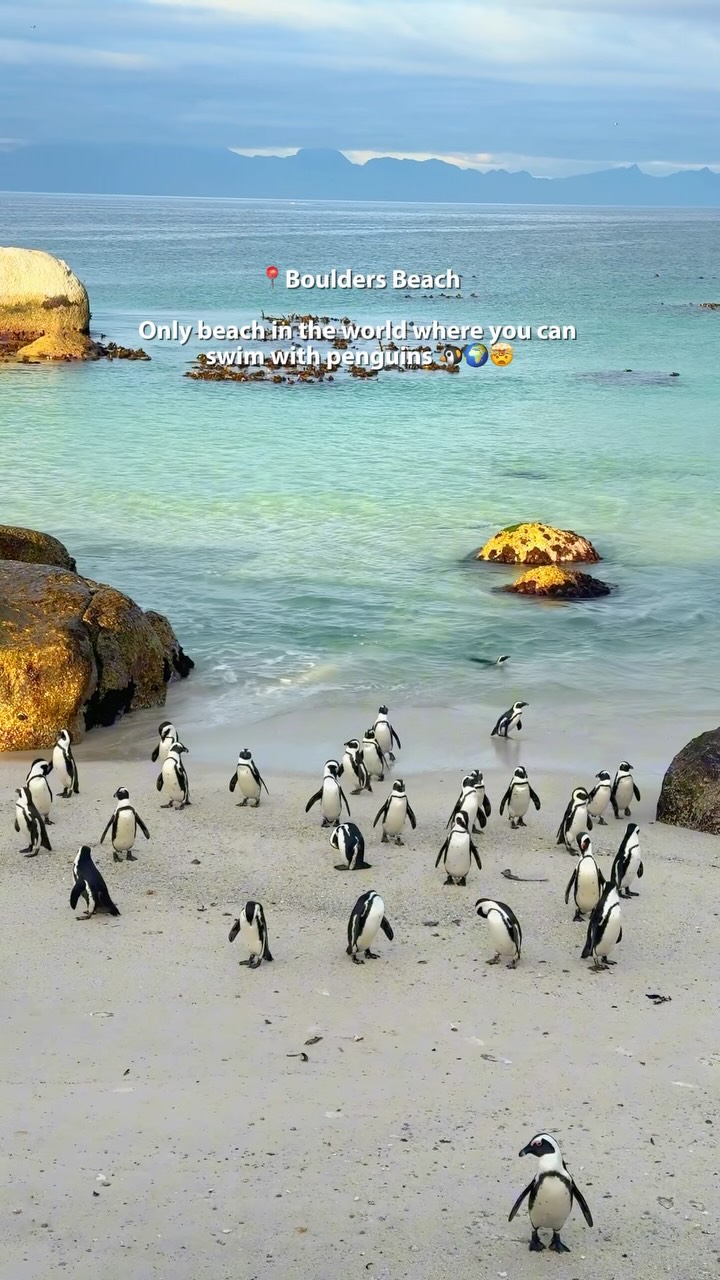 Boulders Beach: Swim With African Penguins