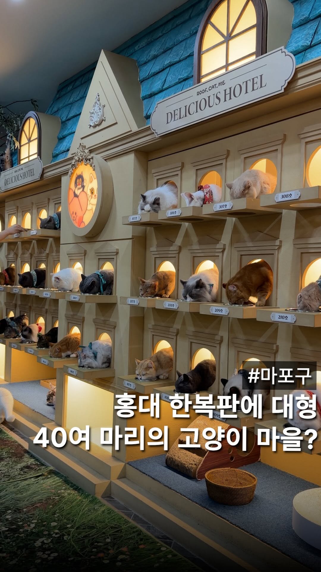 Seoul Cat Cafe Offers Feline Companionship