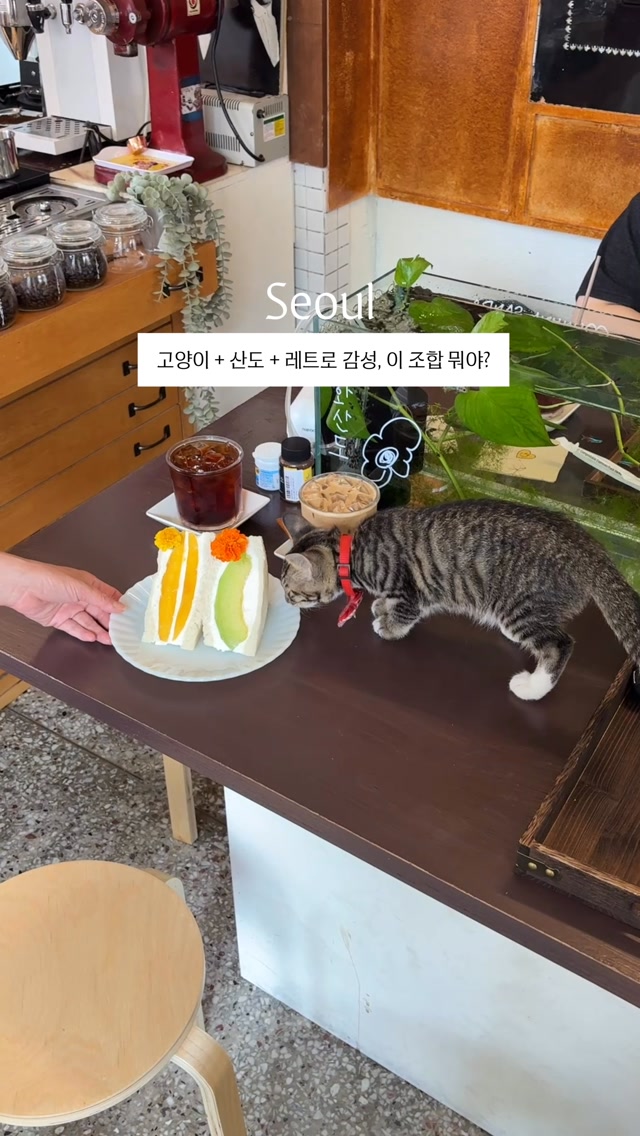 Retro Cafe With Cat and Sweet Treats