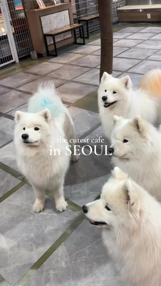 Samoyed Cafe Winters Village in Seoul