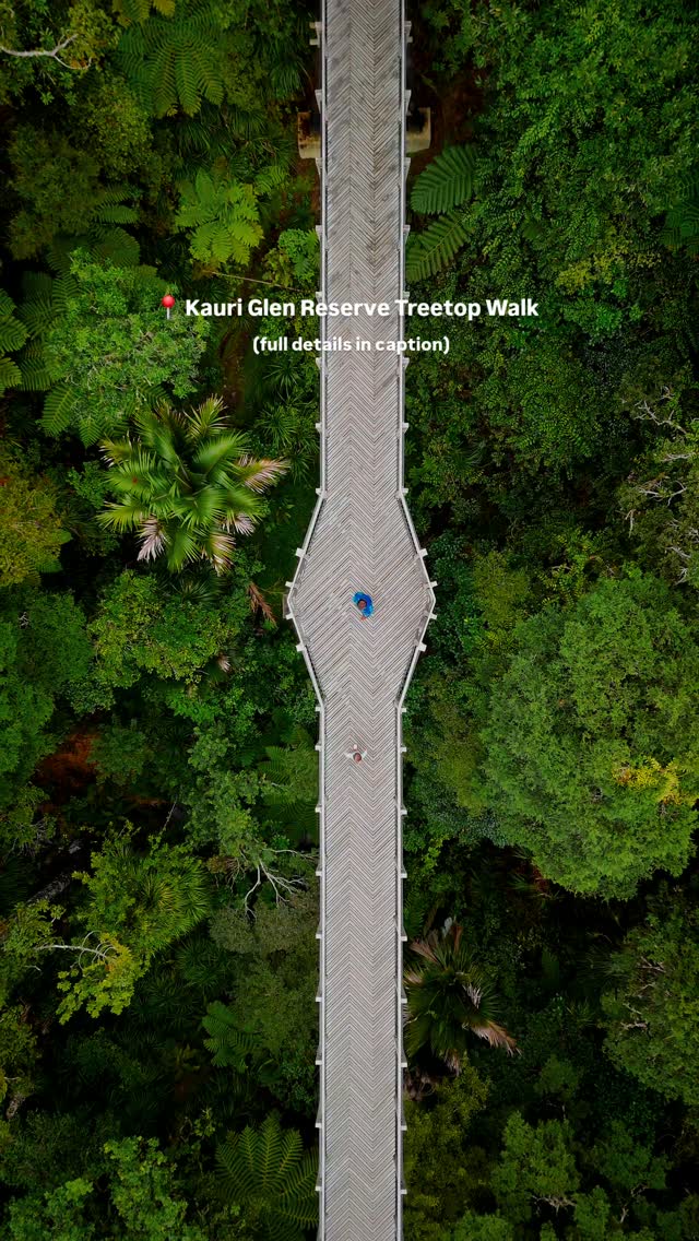 Kauri Glen Reserve's Treetop Walk