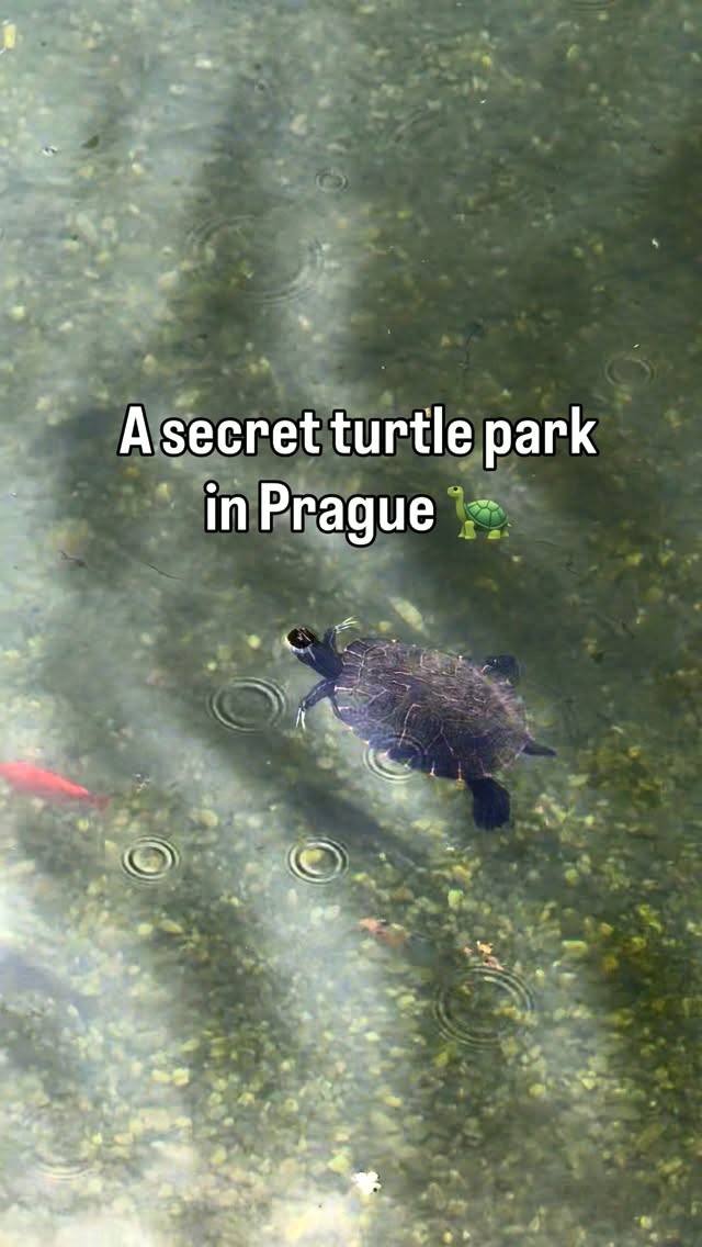 Rajská Turtle Park In Prague